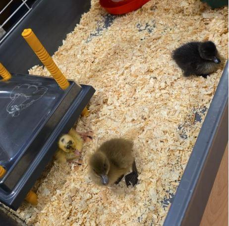 Ducklings